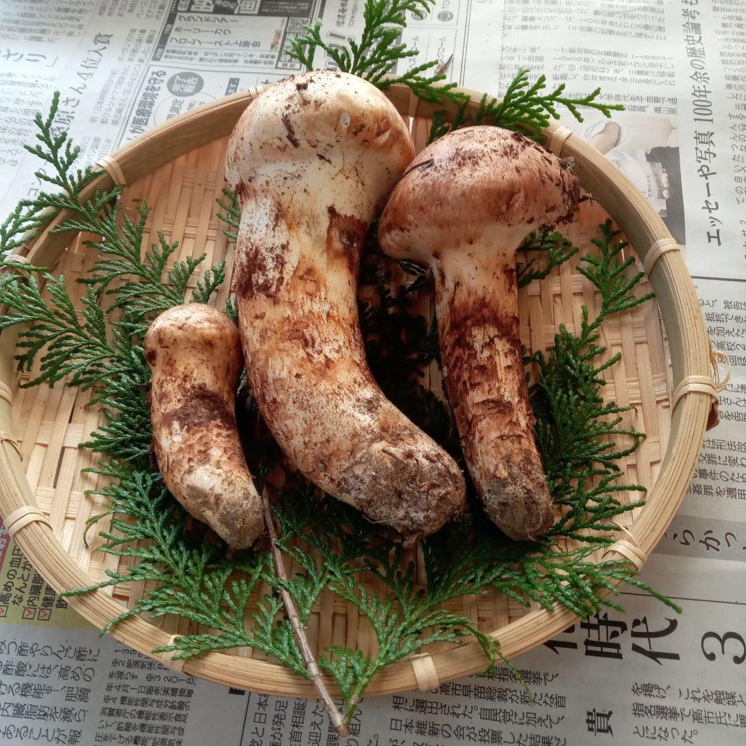 長野県産　松茸　240g