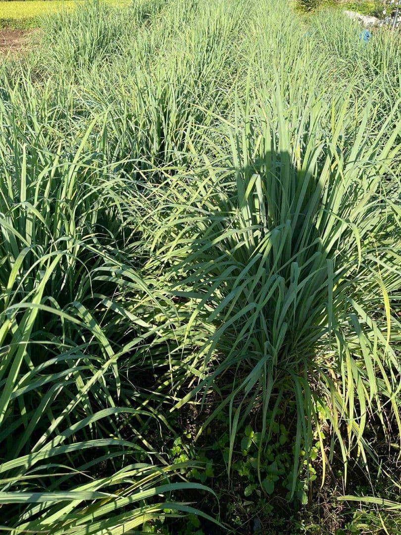 完全無農薬レモングラスの葉 15キログラム