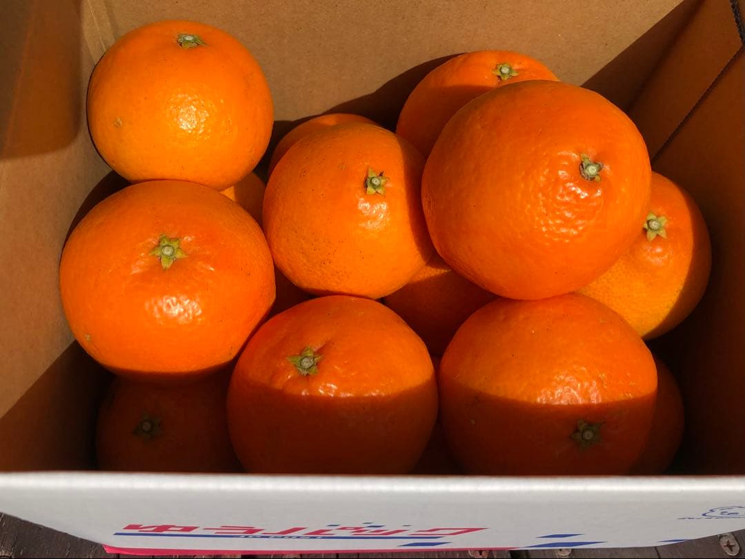 ピヨまるさん専用