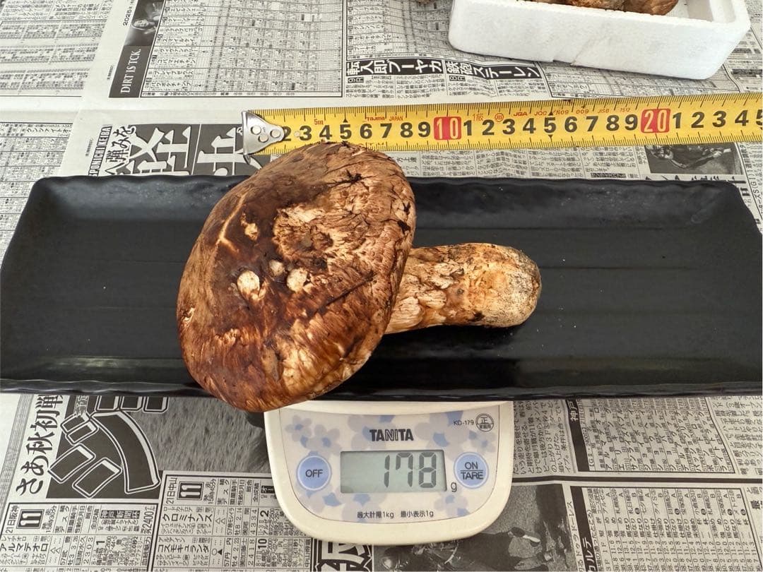 松茸　北海道産　訳あり　500g 送料込