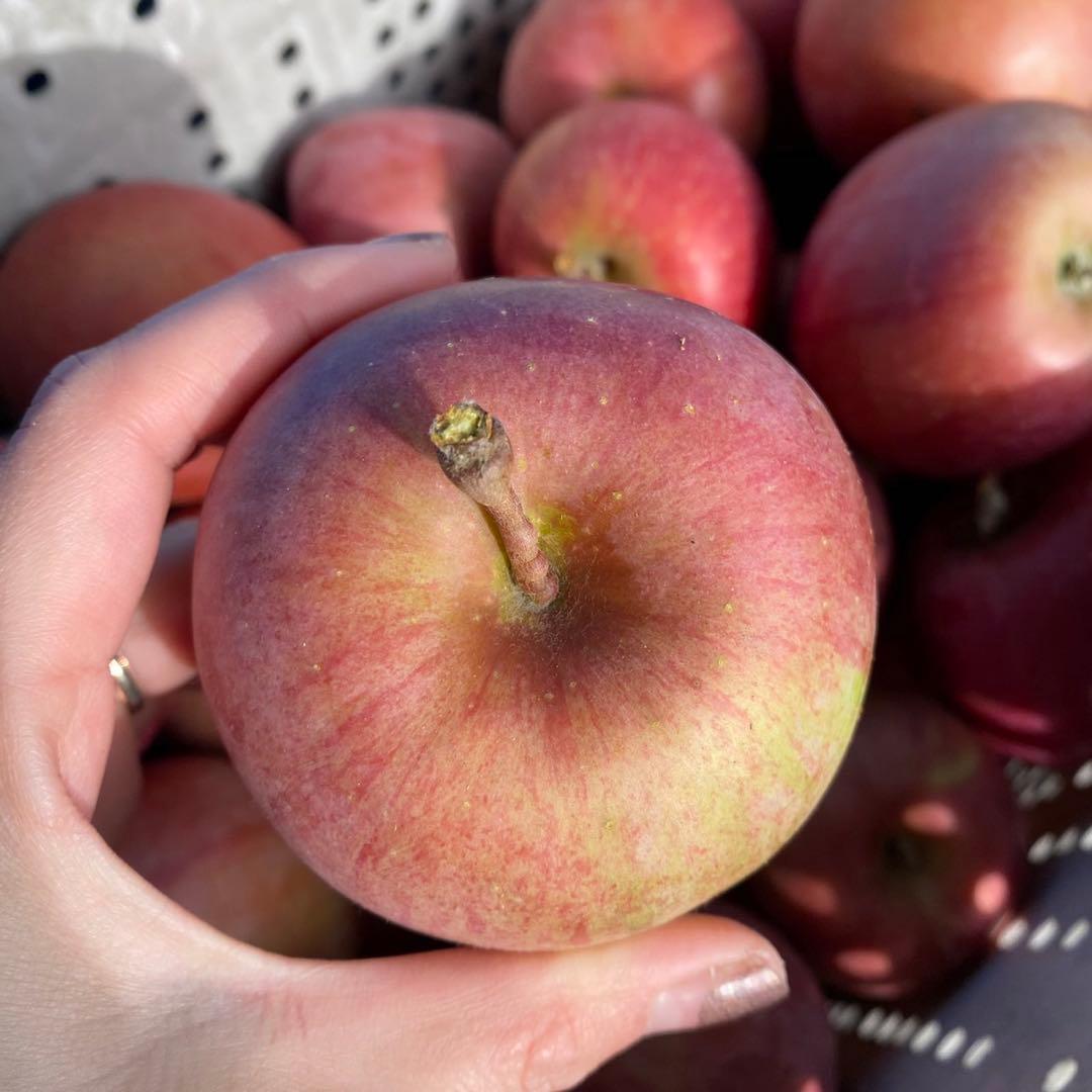 長野県産 加工用りんご 摘果りんご サンふじ 20kg 大量 スムージーに 1