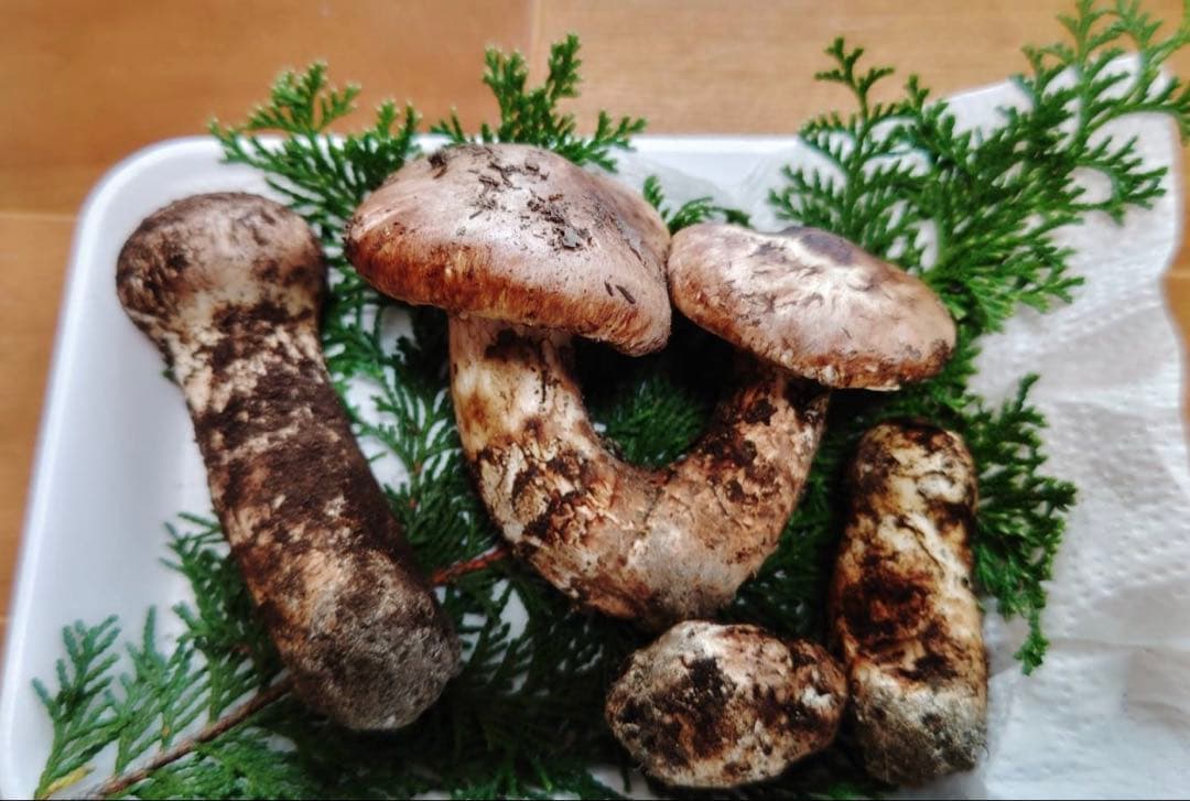 採れたて！国産松茸 210g 4本 兵庫北部 但馬産 特上 10/30 午後