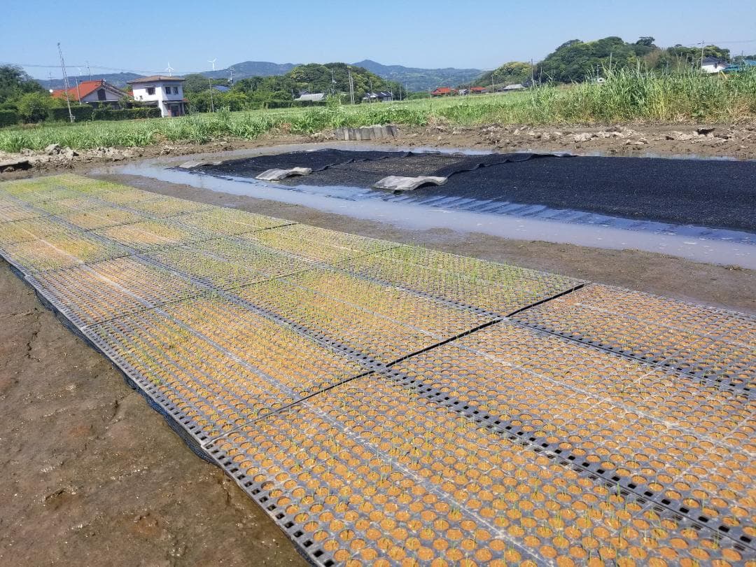 イセヒカリ10kg玄米　たけ爺ブランド栽培期間中無化学肥料・栽培期間中無農薬栽培