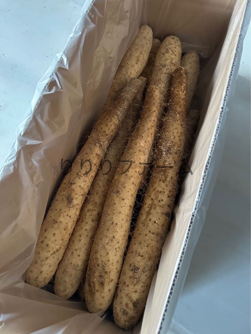 新物！北海道十勝産　長芋　贈答品　10キロと贈答品5キロ