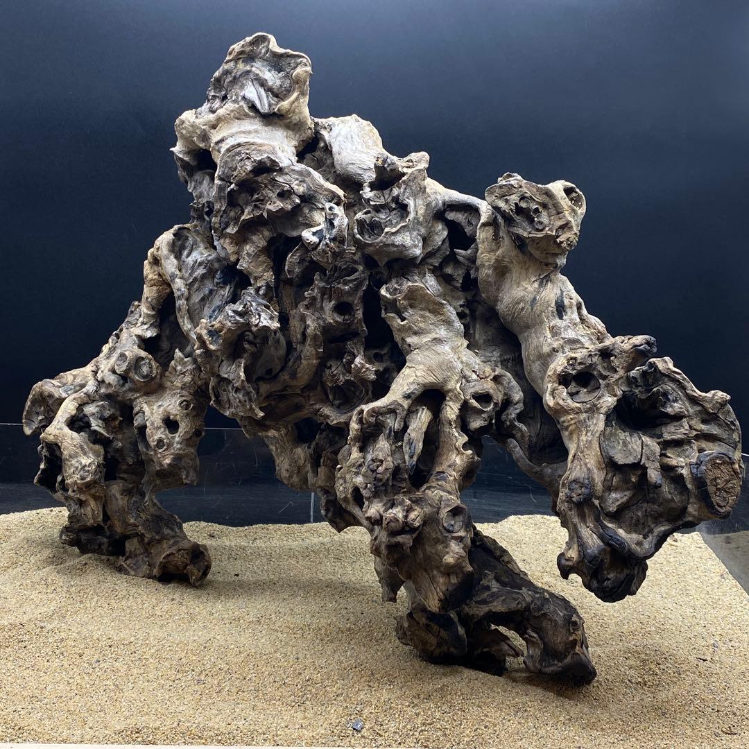 MJW-6617 ジンジャーウッド　天然流木　アクアリウム　爬虫類