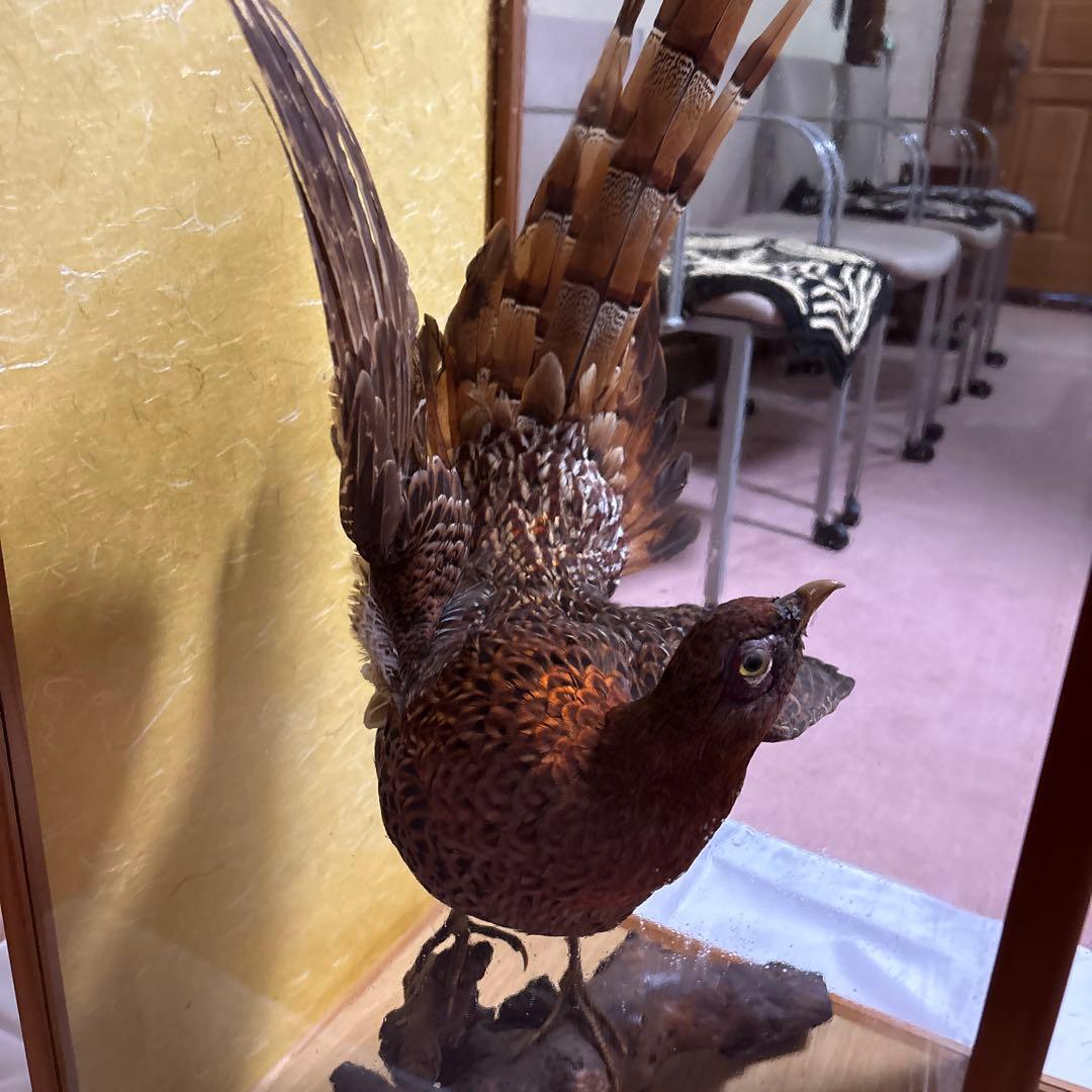 木製 鳥の彫刻 茶色と金色の羽根　雉　剥製　掘り出しもの