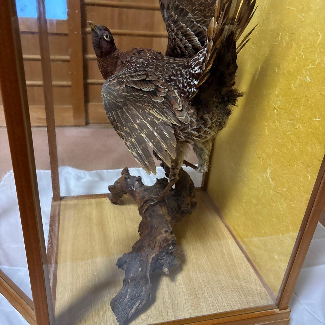 木製 鳥の彫刻 茶色と金色の羽根　雉　剥製　掘り出しもの