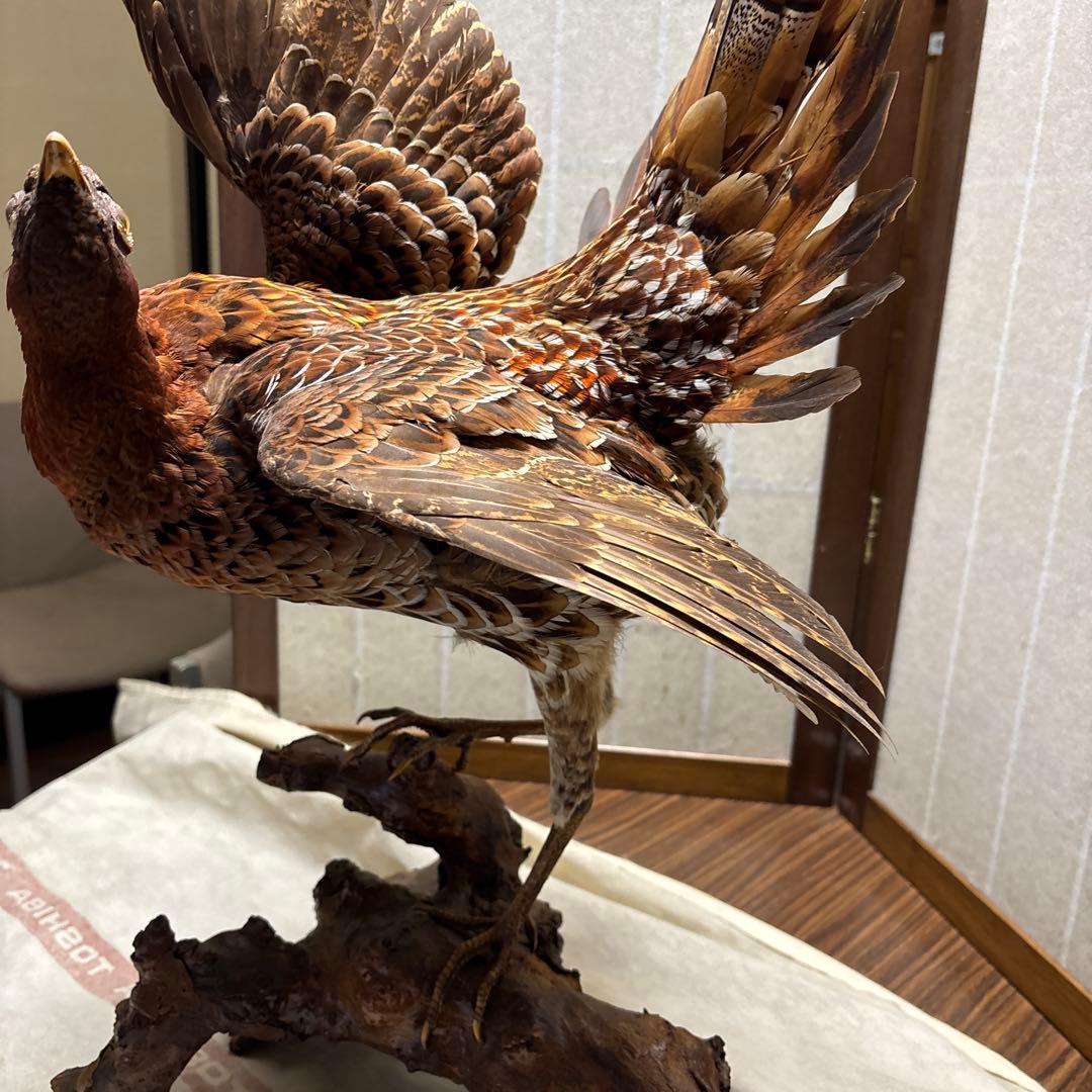 木製 鳥の彫刻 茶色と金色の羽根　雉　剥製　掘り出しもの