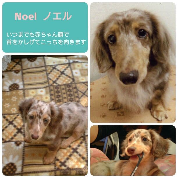 anna 様 ご確認用 です。