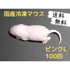 産冷凍マウス ピンクL 100匹(送料無料一部地域発送不可)