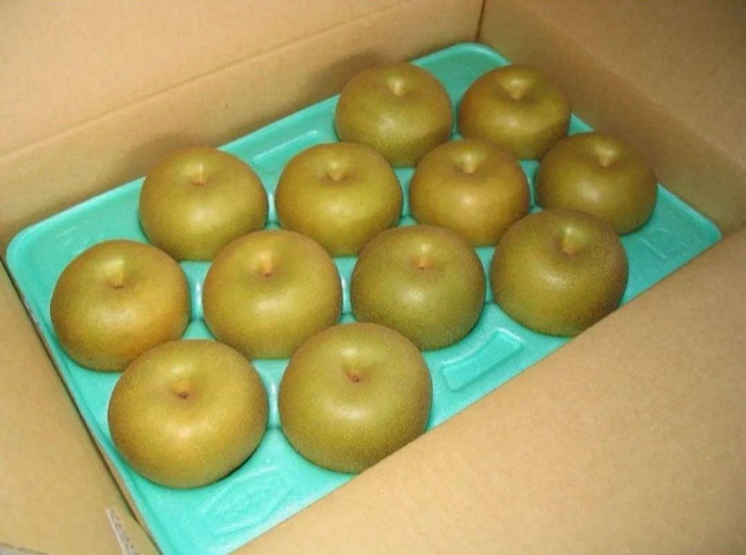 ぴつち　10キロ　秋月