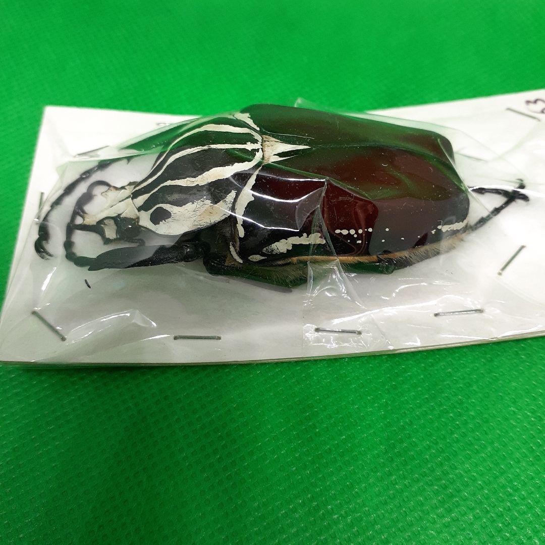 標本 Goliathus goliatus apicalis 65mm CONGO