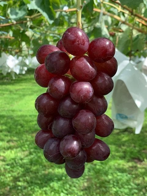 チヨン様向け商品　　　　　　　　クール便送料込み　21,000円