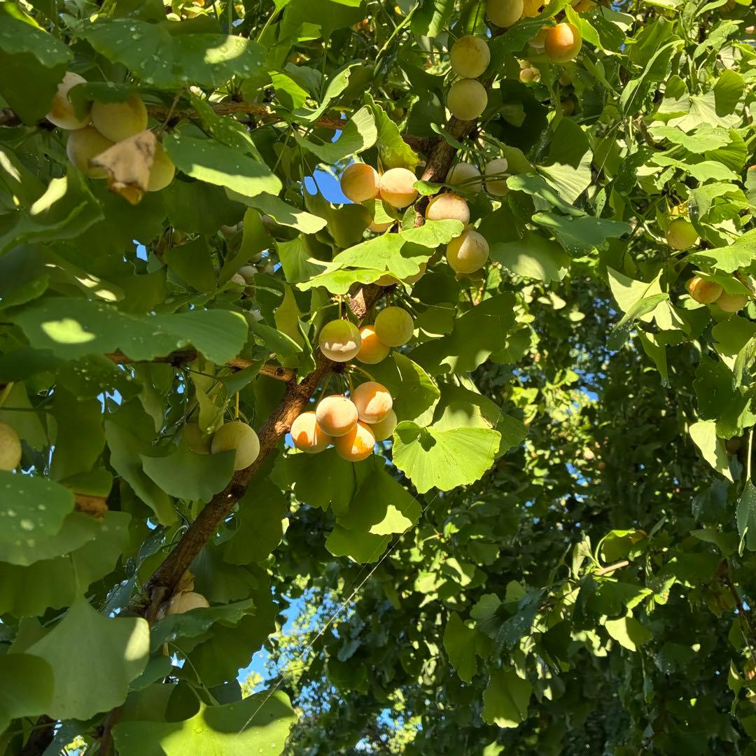 本場岐阜県産！本家やませき、藤九郎，銀杏、特売、 １０kg