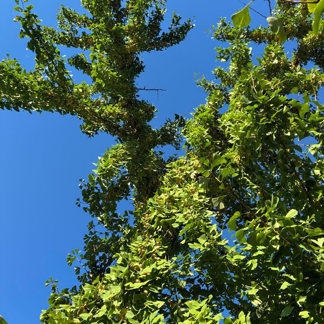 本場岐阜県産！本家やませき、藤九郎，銀杏、特売、 １０kg