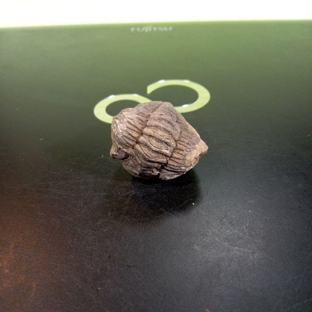 三葉虫　化石　fossil　ボリビア産　trilobite　三葉虫判別⑩