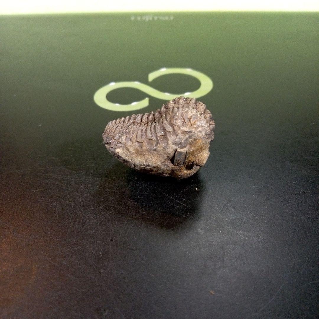 三葉虫　化石　fossil　ボリビア産　trilobite　三葉虫判別⑩