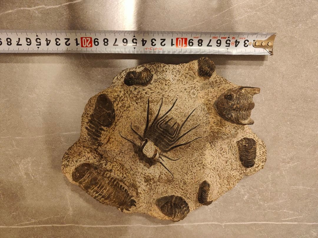 【博物館級・一点物】複数個体が集積した大型 三葉虫の化石 圧倒的存在感
