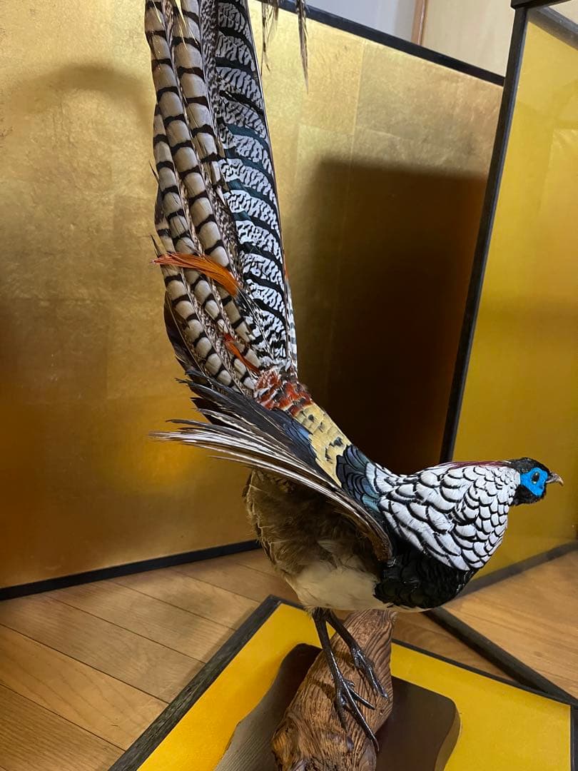 銀鶏鳥‼️美品‼️剥製‼️希少‼️高級品‼️ガラスケース付き‼️激安破壊出品‼️送料無料‼️