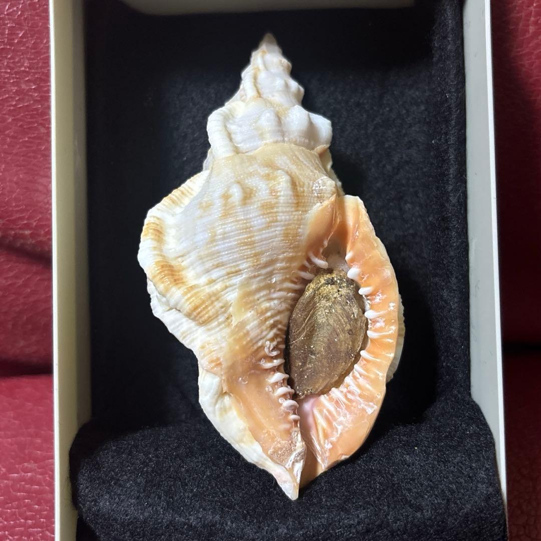 (超希少)アツクチナルトボラ　ソマリア共和国産　貝殻