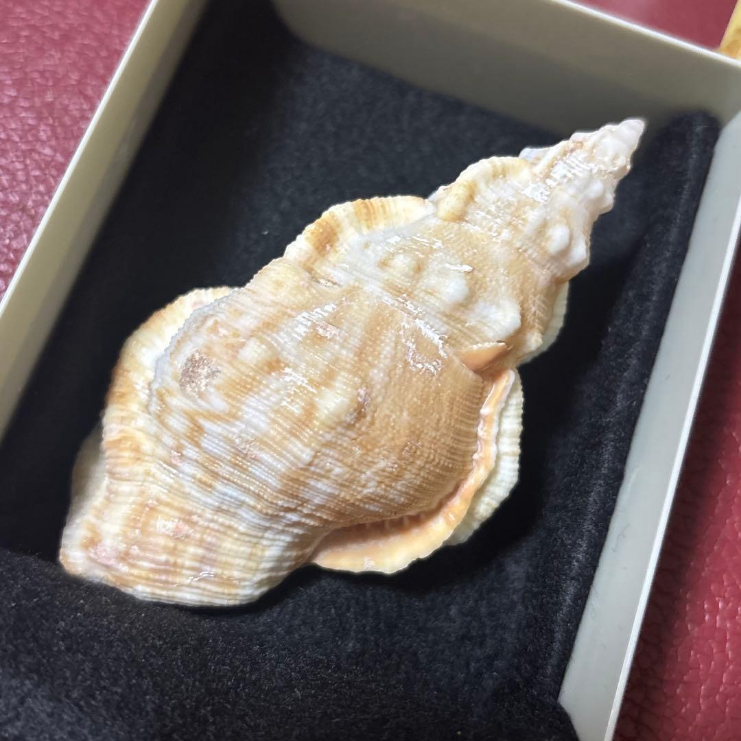 (超希少)アツクチナルトボラ　ソマリア共和国産　貝殻
