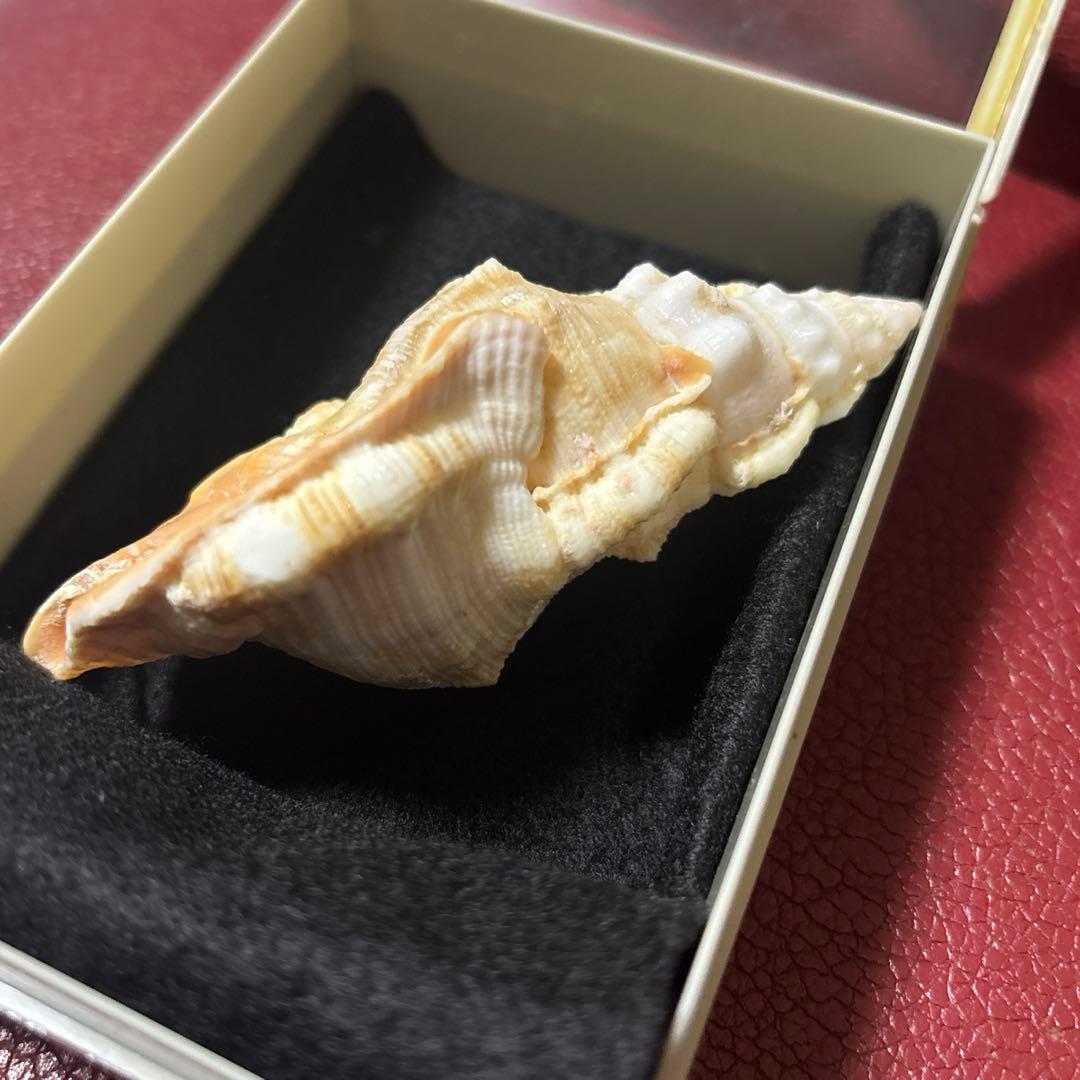 (超希少)アツクチナルトボラ　ソマリア共和国産　貝殻