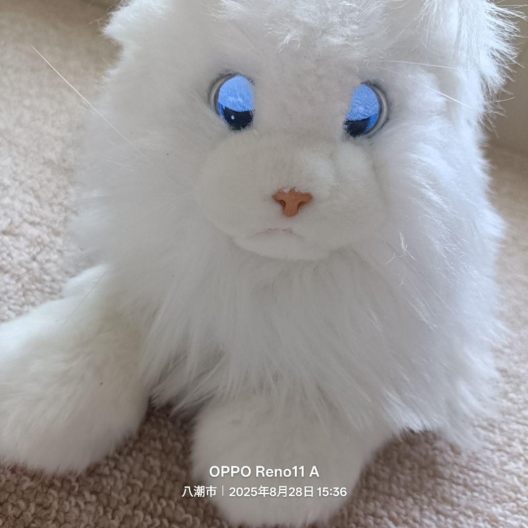 KIMIT ラグドール(ホワイト)