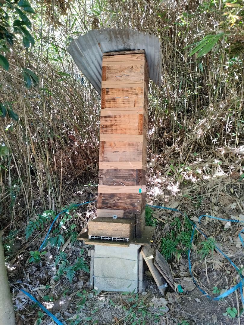 実容量600g×2瓶　日本ミツバチの蜂蜜