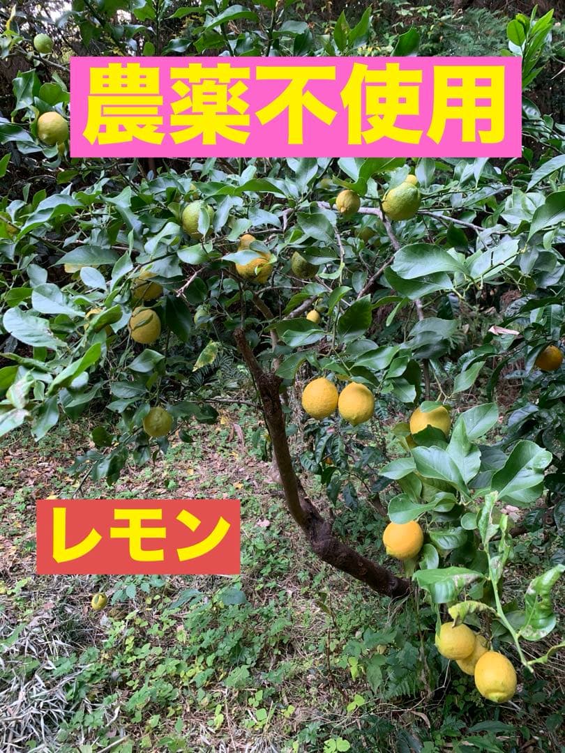 M66.専用品　農薬不使用 浜名湖みかん5種類ミックス30kg 安心　安全