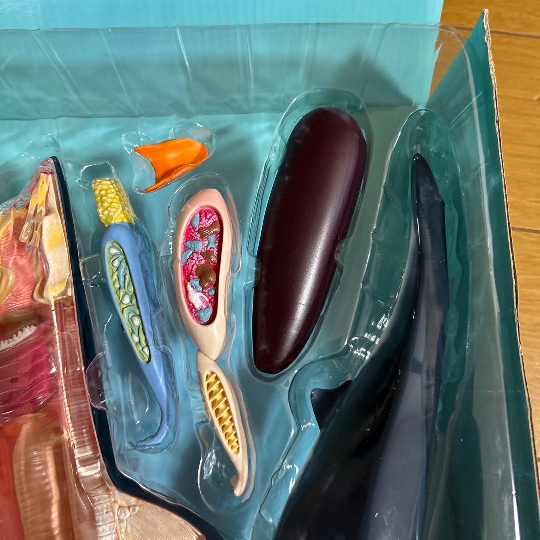 4Dビジョン ホホジロザメ 解剖モデル Great White Shark