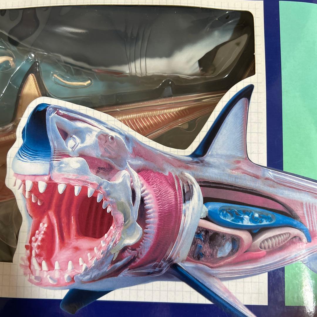 4Dビジョン ホホジロザメ 解剖モデル Great White Shark