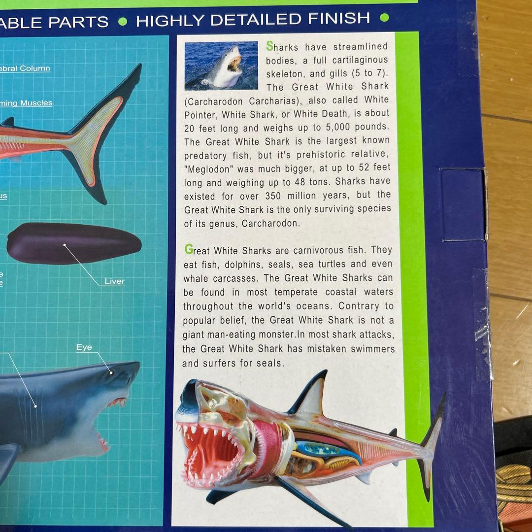 4Dビジョン ホホジロザメ 解剖モデル Great White Shark