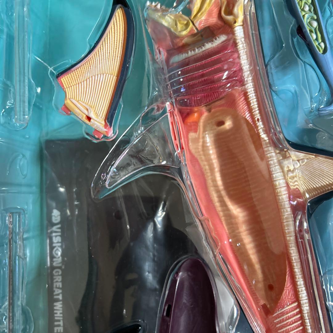 4Dビジョン ホホジロザメ 解剖モデル Great White Shark