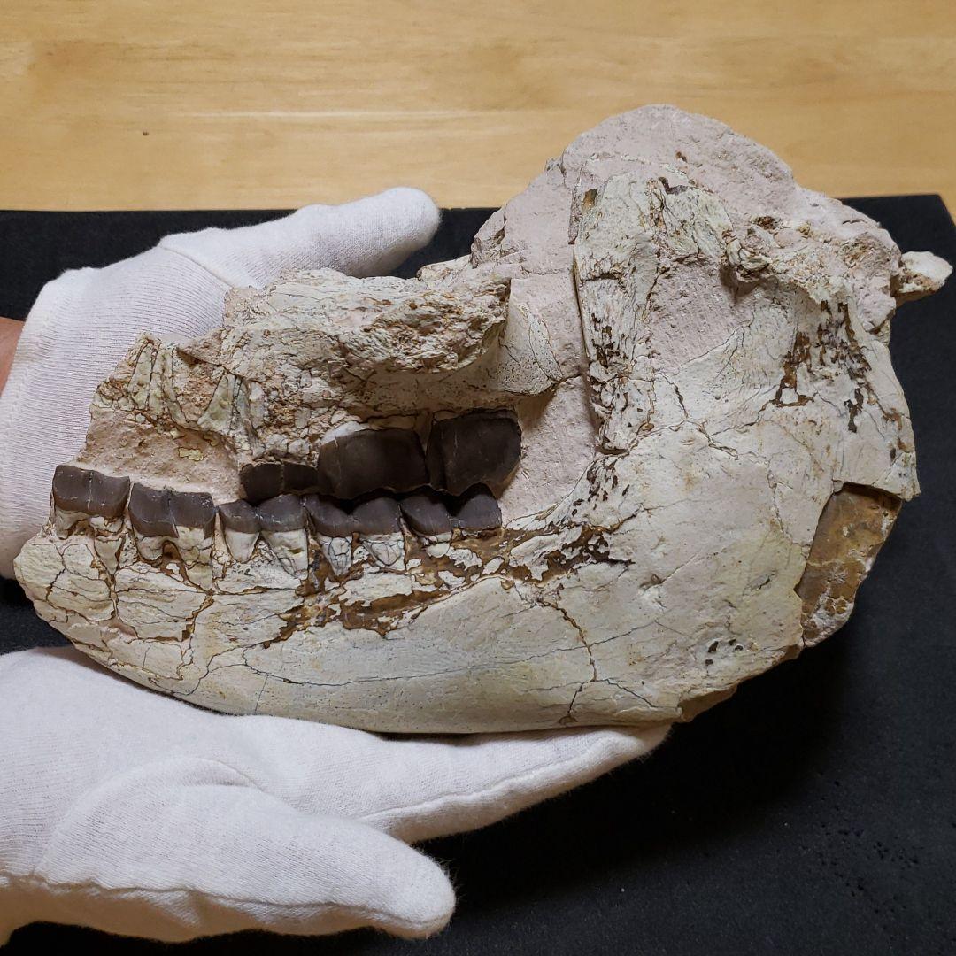 ヒラコドンの化石　部分化石