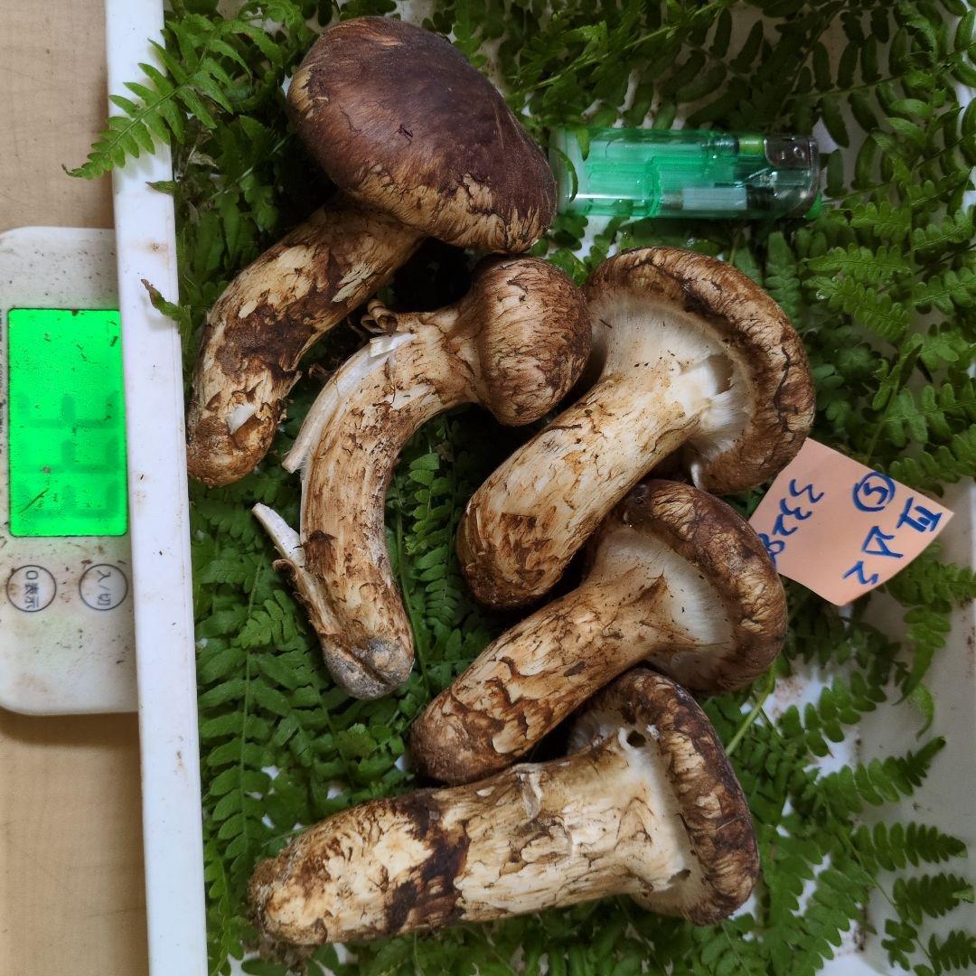 和歌山松茸 新鮮朝市　込み込み　332㌘