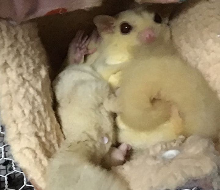 モモンガハウス(あじさい)  夏仕様   涼しい夏生地を使用❗️1600円