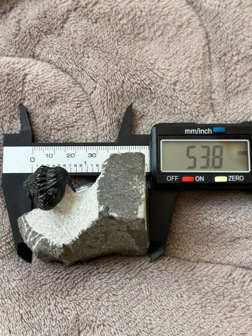 三葉虫モロッコ産⑨ファコプスPhacopsリードプスReedops？化石デボン紀