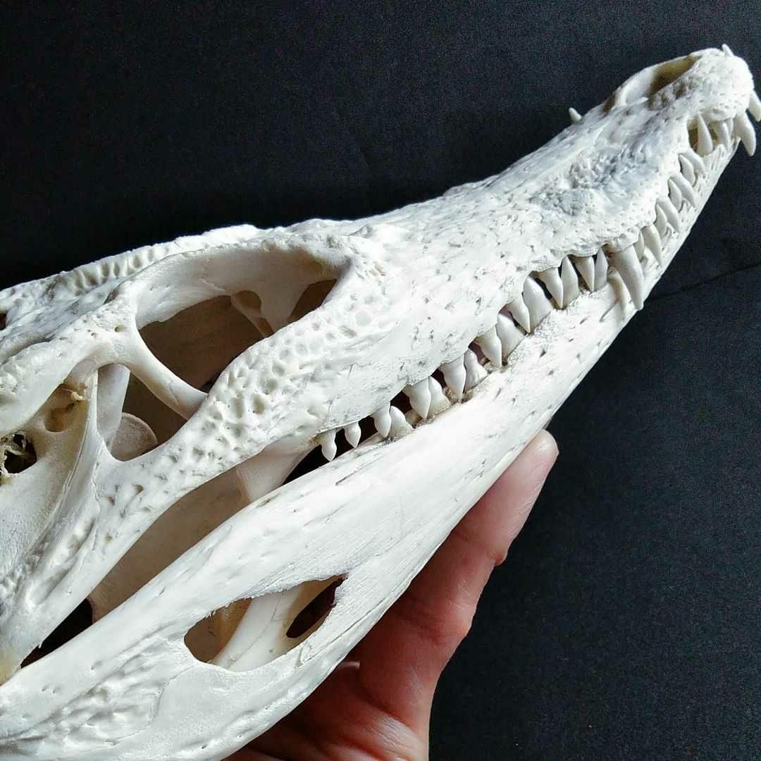 骨格　標本　ワニ　頭骨　クロコダイル　シャムワニ