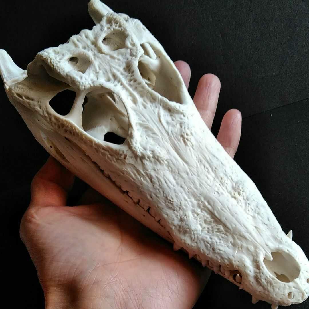 骨格　標本　ワニ　頭骨　クロコダイル　シャムワニ