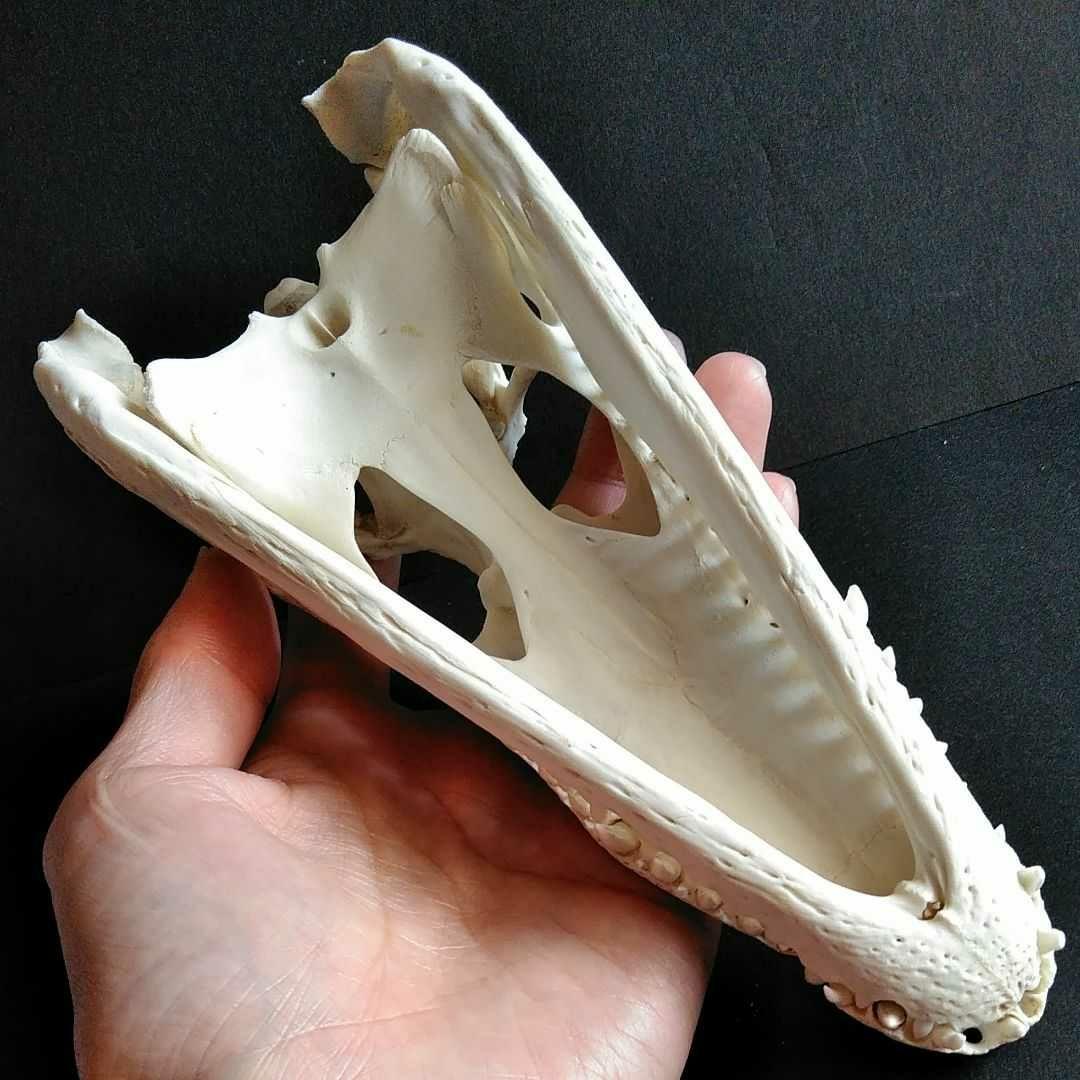 骨格　標本　ワニ　頭骨　クロコダイル　シャムワニ