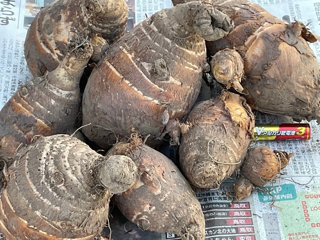 Masakadu Nakamura分　海老芋　12,5kg ③