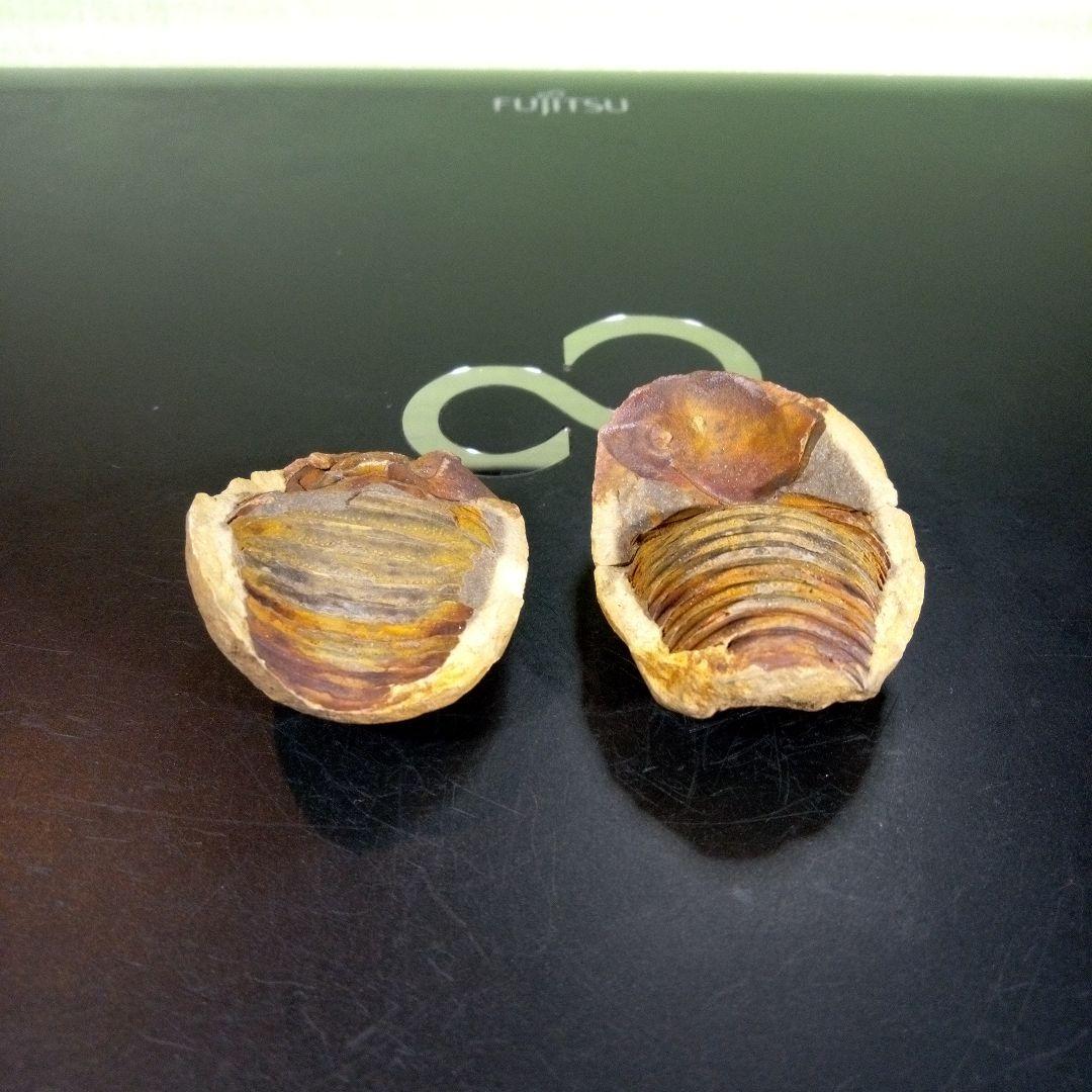 三葉虫　化石　fossil　ボリビア産　trilobite　ノジュール管理⑥