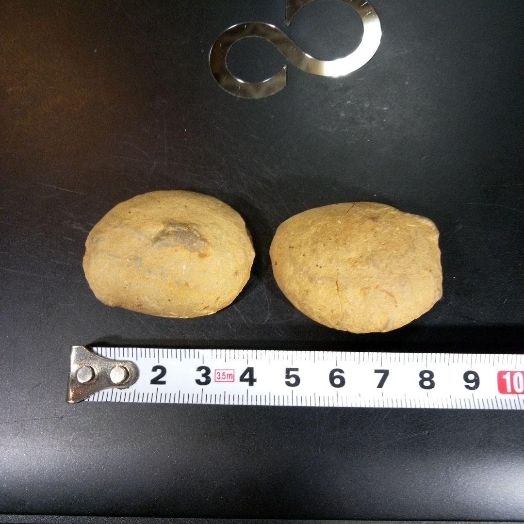 三葉虫　化石　fossil　ボリビア産　trilobite　ノジュール管理⑥