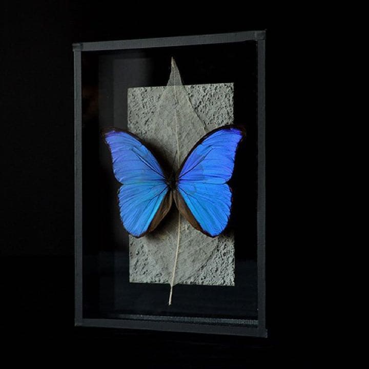 モルフォ蝶 標本 アンティーク sibora