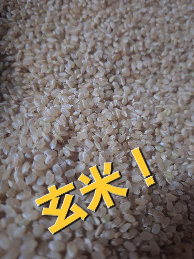令和7年度栃木県産 コシヒカリ 玄米 30kg