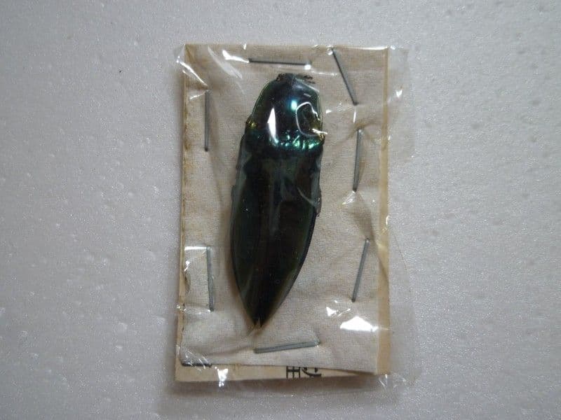 【外国産コメツキムシ標本】ノブオオオアオコメツキ/湖北省.英山産/35.8mm