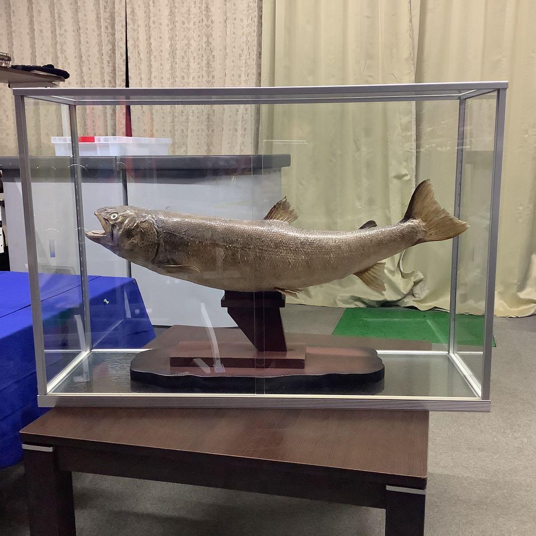 イトウ　剥製　　　魚類 標本 木製スタンド・ショーケース付き