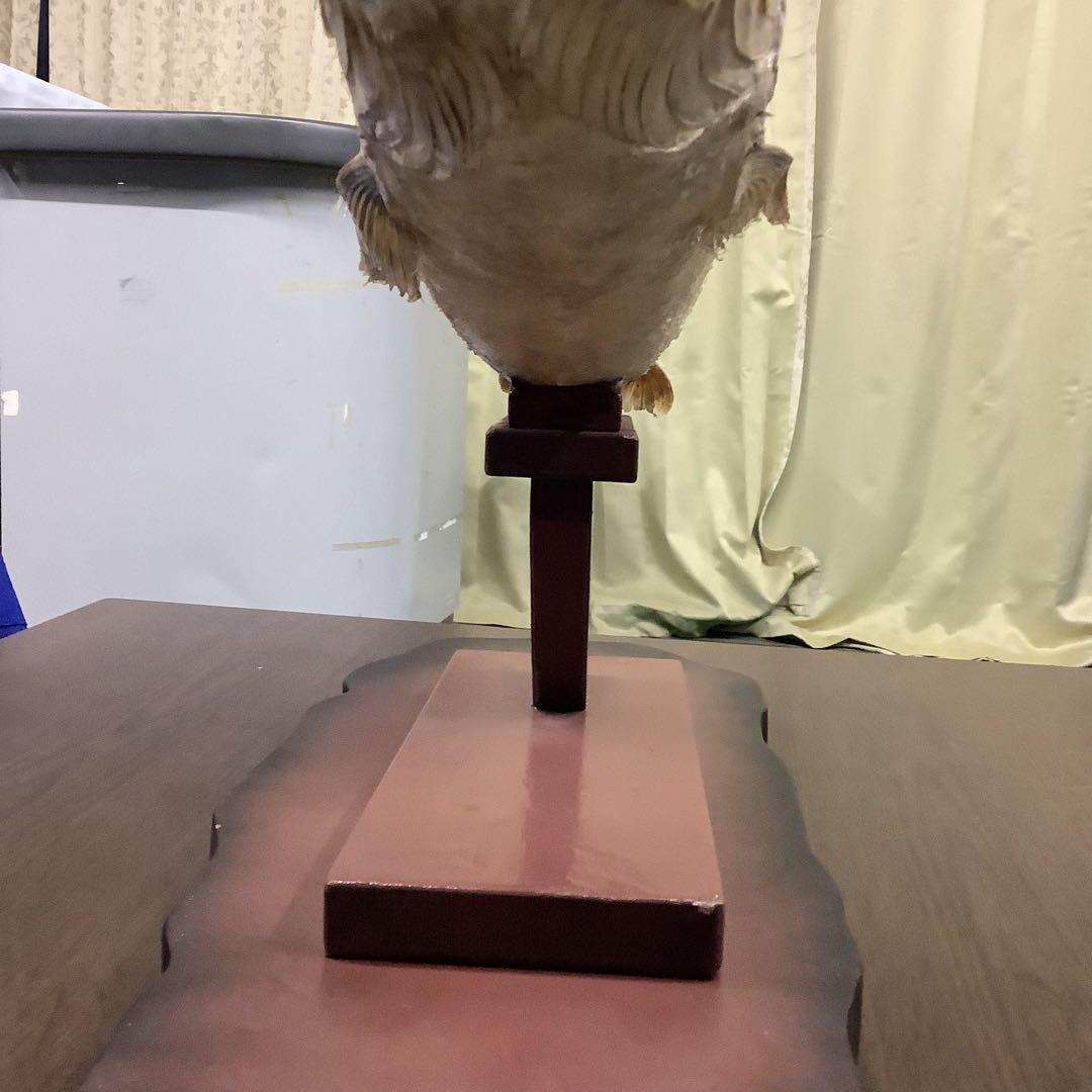 イトウ　剥製　　　魚類 標本 木製スタンド・ショーケース付き