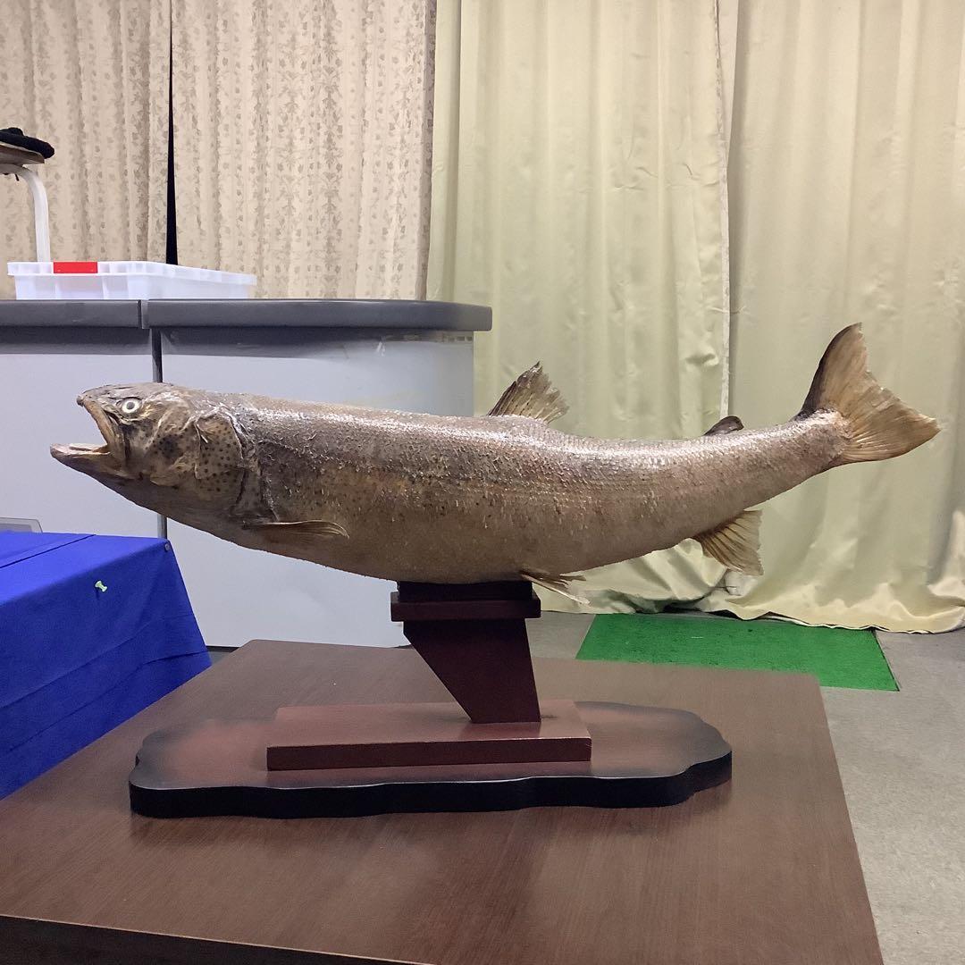イトウ　剥製　　　魚類 標本 木製スタンド・ショーケース付き