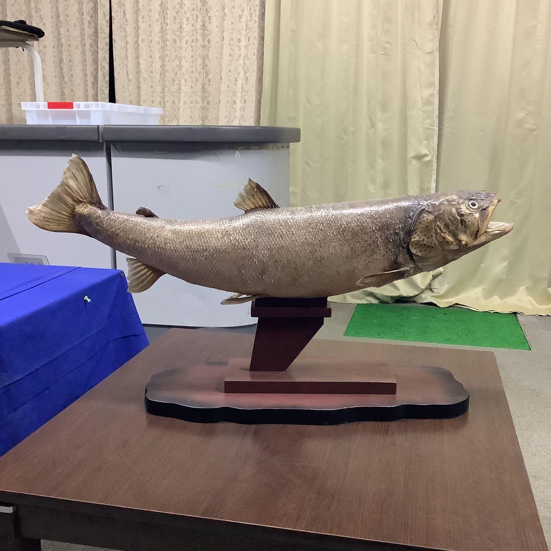 イトウ　剥製　　　魚類 標本 木製スタンド・ショーケース付き